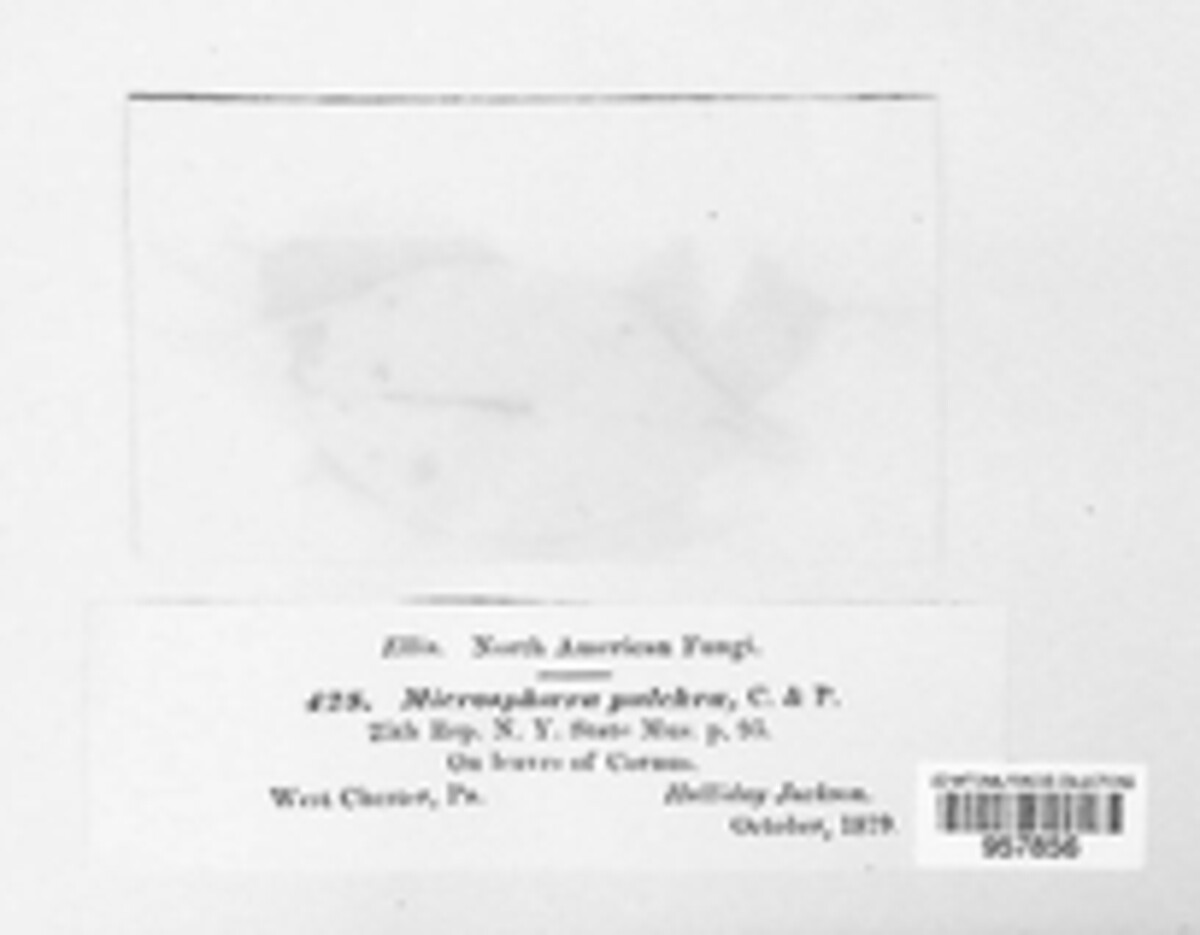 Erysiphe pulchra image